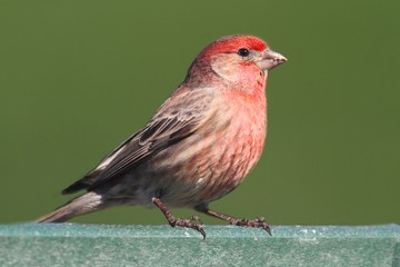 Male House Finch (Carpodacus mexicanus)