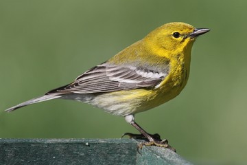 Pine Warbler (Dendroica Setophaga pinus)