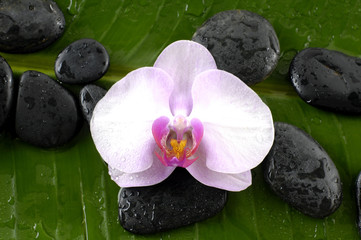 Macro of orchid and stones on banana leaf