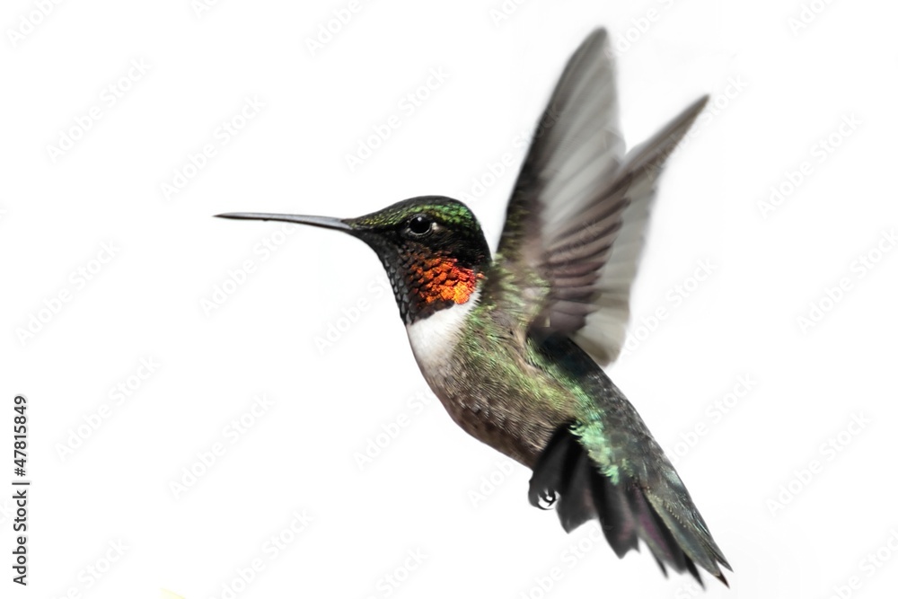 Fototapete Isolated Ruby-throated Hummingbird