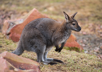Naklejka na ściany i meble Wallaby: przyrody i zwierząt z Australii