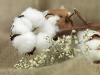 cotton flower