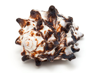 beautiful sea shell on white background