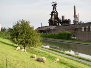 Foundry of Clabecq,near Tubize, and nice sheeps.