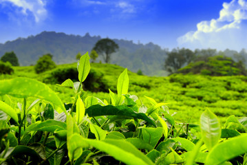 tea leaf