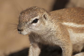 Cape ground squirrel