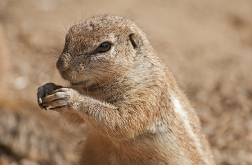 Cape ground squirrel