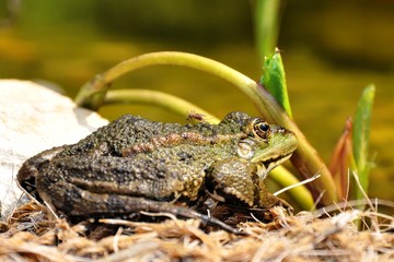 Kröte am Gartenteich