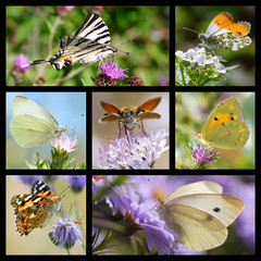 Seven photos mosaic of french butterflies