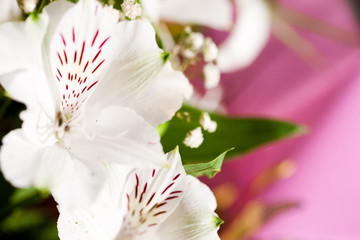 lily flower as a background