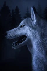 Papier Peint photo autocollant Loup Grey wolf on a forest background
