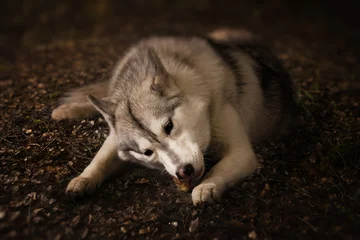 Photo sur Aluminium Loup Loup gris en forêt