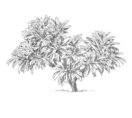 Hand drawn tree