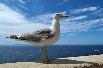 Obraz premium goeland sur les remparts de Bonifacio, Corse