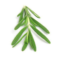 Twig of rosemary