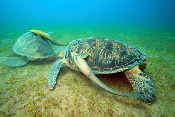 Diving in the Red Sea