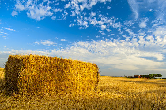 Campo di Grano