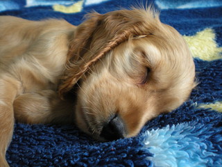 cociel spaniel © Reklamatic