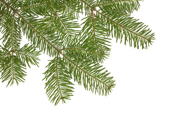 Fir bough on white background with room for message.