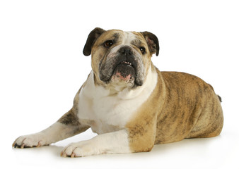 Obraz premium english bulldog