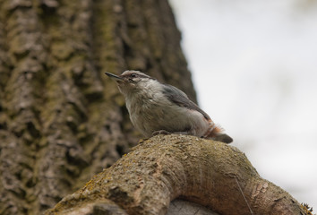 nuthatch