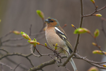 chaffinch on a spring tree