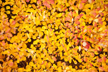 autumn leaves background