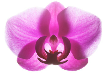 one pink orchid isolated on white