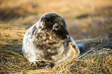 Seal Pup