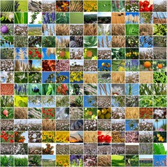 COLLAGE, DIVERSIDAD PLANTAS AGRÍCOLAS, SILVESTRES, RURALES