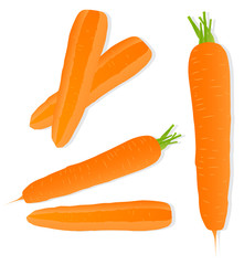 Carrot vector background ecology