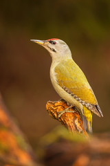 Grey-headed woopecker
