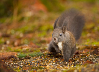 Red squirrel raiding the bird feed