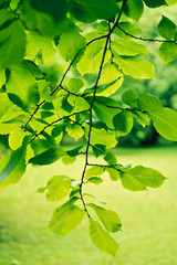 Green Branch