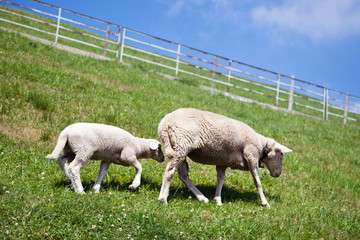 Mutterschaf mit Lamm, Tessin (CH)
