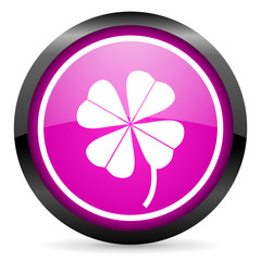 four-leaf clover violet glossy icon on white background