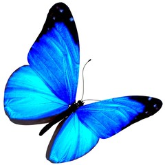 Butterfly.