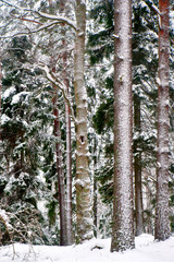 tree trunks in wild forest in winter