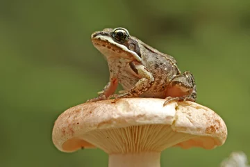 Cercles muraux Grenouille Wood frog (Rana sylvatica)