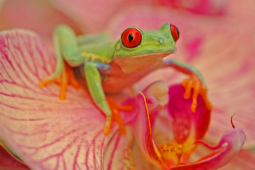 Red-eyed treefrog (Agalychnis callidryas)