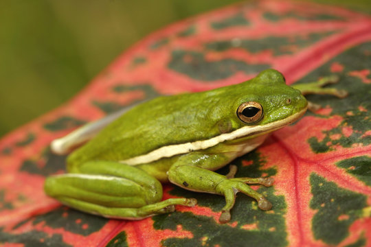 Green treefrog (Hyla cinerea)