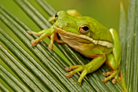 Green treefrog (Hyla cinerea)
