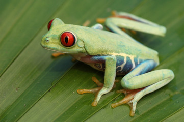 Red-eyed treefrog (Agalychnis callidryas)