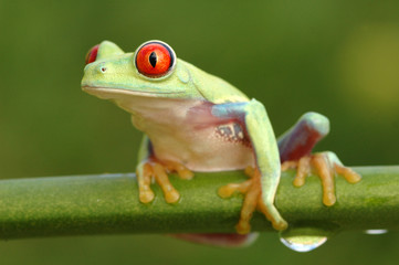 Red-eyed treefrog (Agalychnis callidryas)