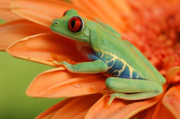 Red-eyed treefrog (Agalychnis callidryas)