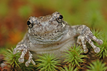Grey treefrog (Hyla versicolor)