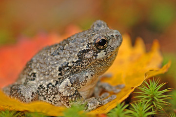 Grey treefrog (Hyla versicolor)