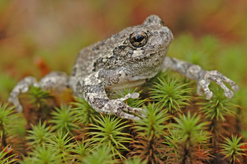 Grey treefrog (Hyla versicolor)