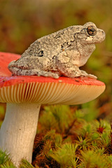 Grey treefrog (Hyla versicolor)