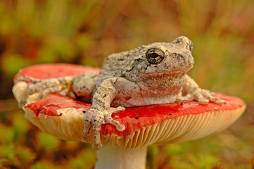 Grey treefrog (Hyla versicolor)